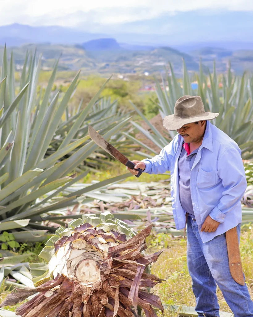 Mestro Benajim durante jima de agave
